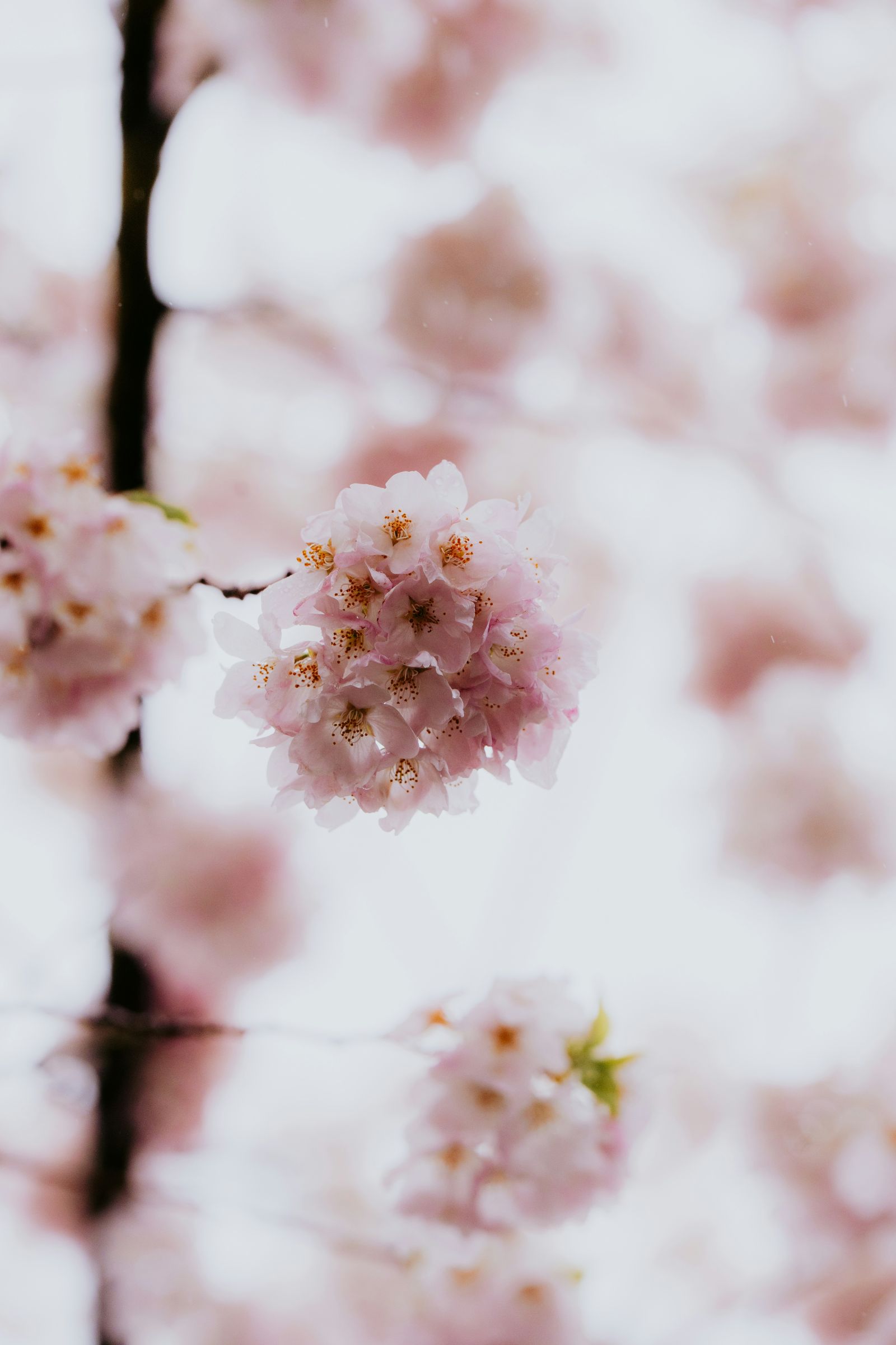 Soft pink cherry blossoms in bloom